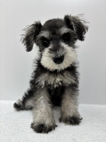 ミニチュアシュナウザー