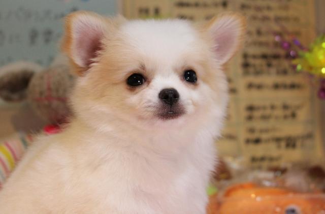 ブリーダーショップ  ワンコレクティブ