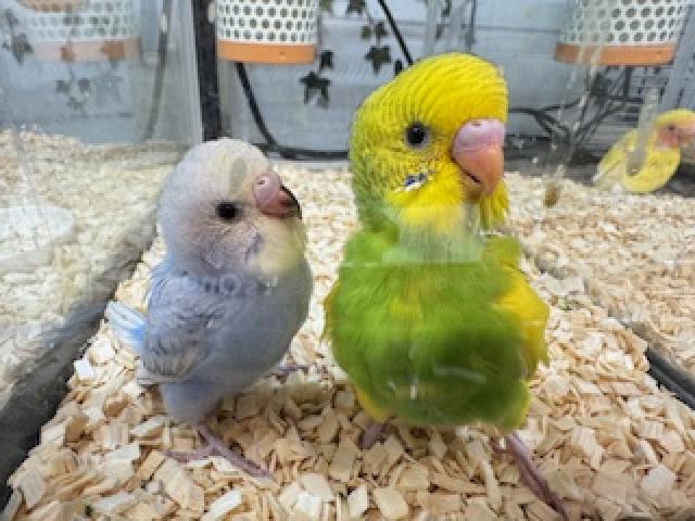 セキセイインコ