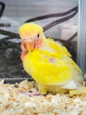 コザクラインコ