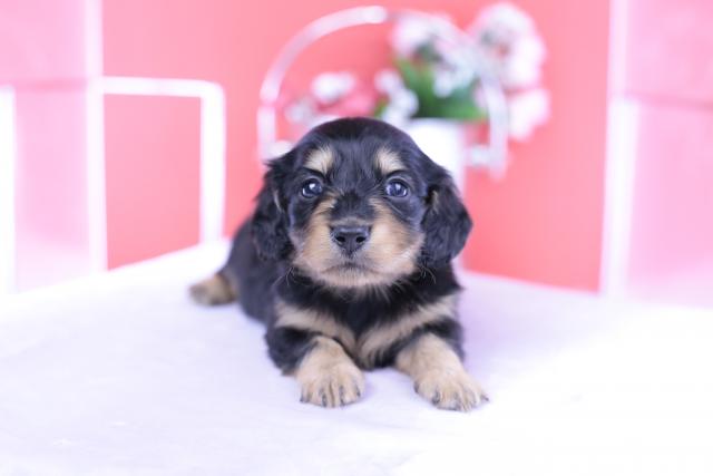 カニヘンダックスフンド ロング