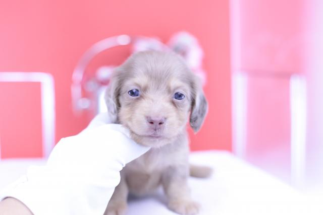 カニヘンダックスフンド　ロング