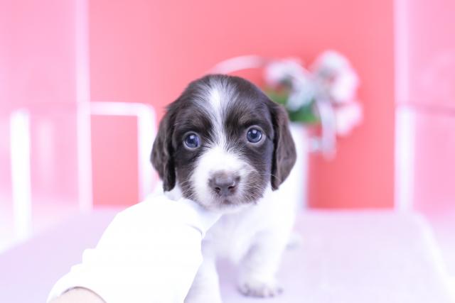 ミニチュアダックスフンド ロング