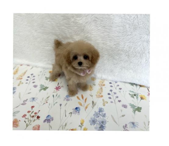 ティーカッププードル