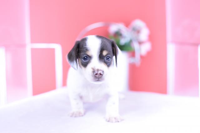 ミニチュアダックスフンド スムース