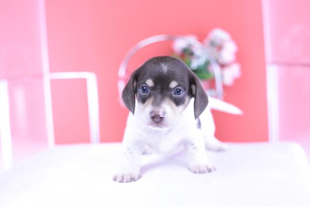 ミニチュアダックスフンド スムース