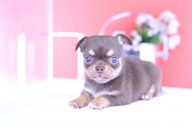 チワワ スムース