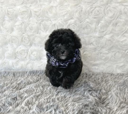 ティーカッププードル