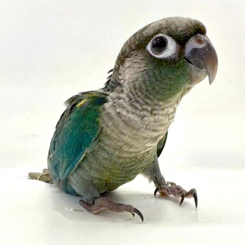 ウロコインコ
