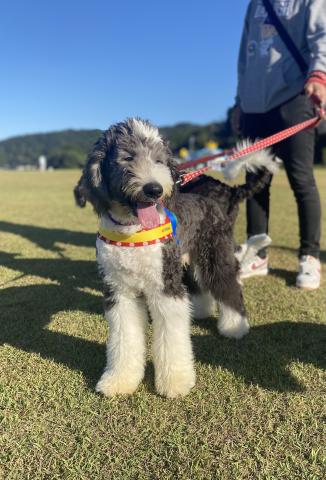 MIXシーパドゥードル(オールドイングリッシュシープドッグとスタンダードプードルのミックス犬)