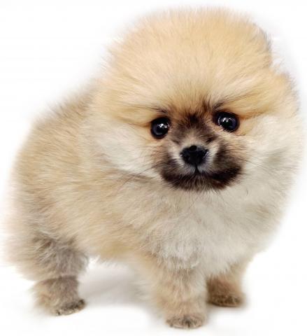 ポメラニアン