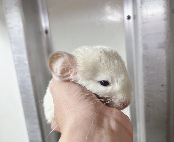 チンチラ　ホワイト