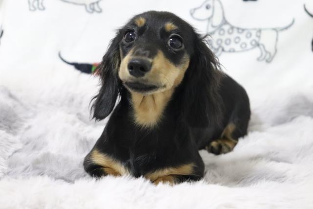 カニンヘンダックスフンド