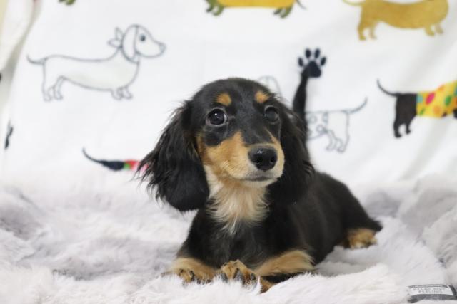 カニンヘンダックスフンド