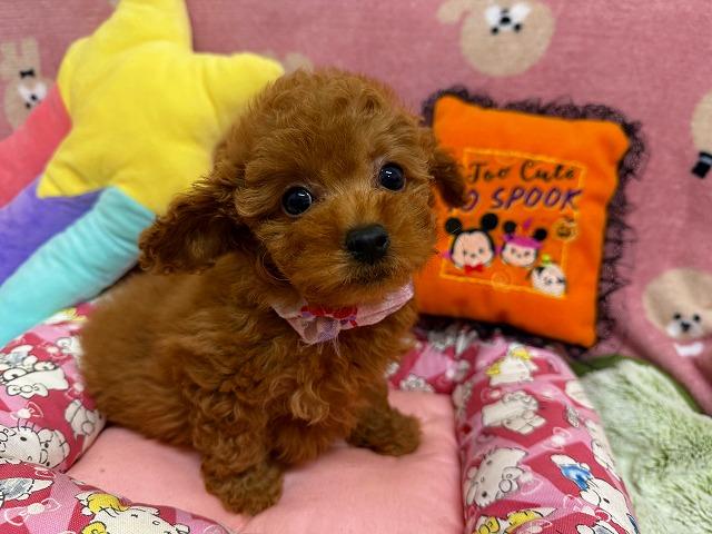 トイプードル