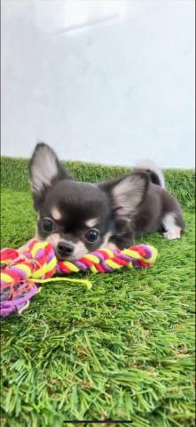 チワワ(ロングコート)