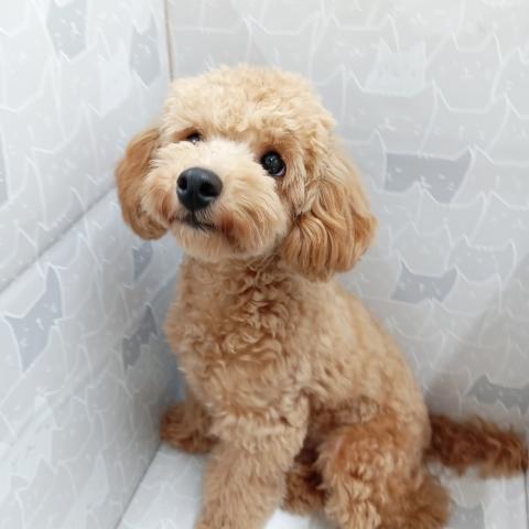 トイプードル