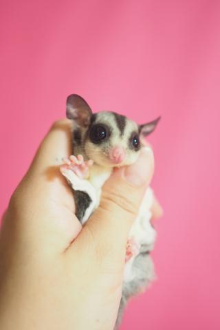 モザイク リングテール