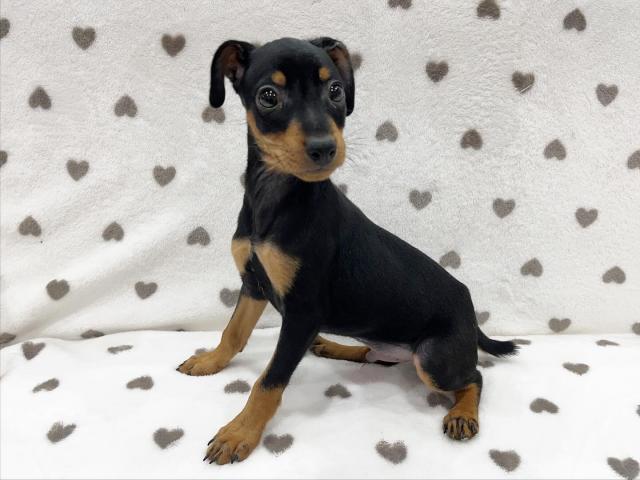 ミニチュアピンシャー