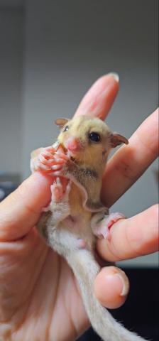 キャラメル＆ﾎﾞﾙﾄﾞｰｱｲパイド直子 👧赤茶複合体ﾎﾞﾙﾄﾞｰｱｲキャラメルﾍﾃﾛクリミノリューシ👶