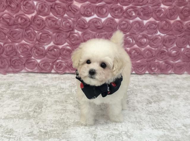 ティーカッププードル