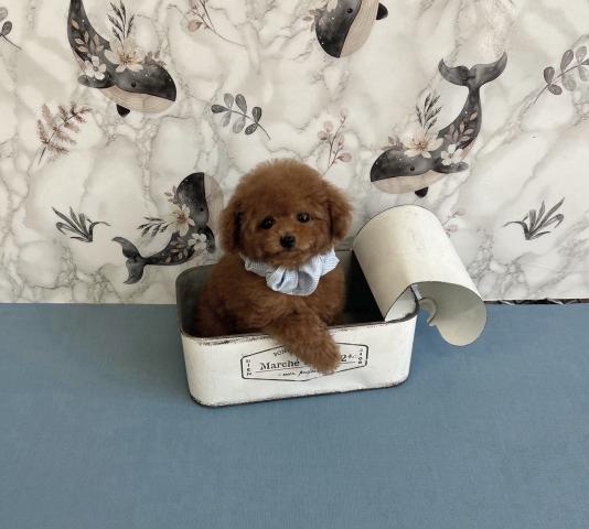 ティーカッププードル