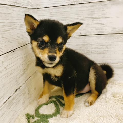 柴犬