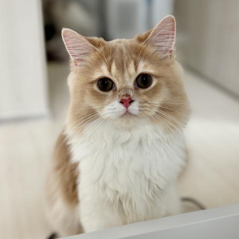 ミヌエット(旧ナポレオン)