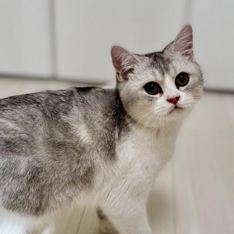 ミヌエット(旧ナポレオン)