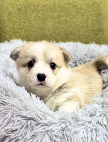 ウェルシュコーギーペンブローク