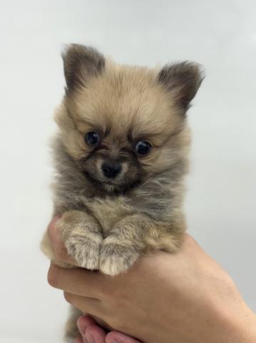 MIX