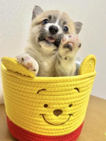 ウェルシュコーギーペンブローク