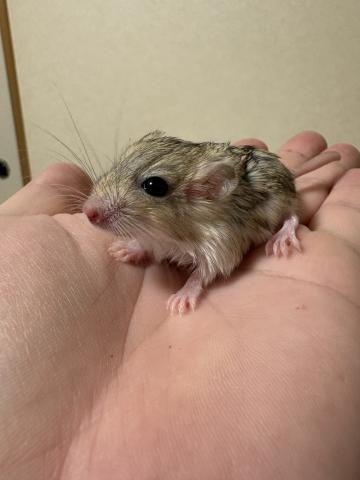 ファットテールジャービル