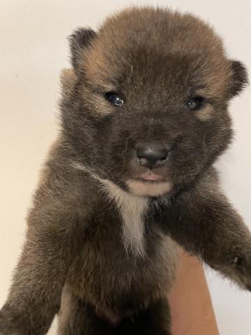 柴犬 すくすく成長中🩵