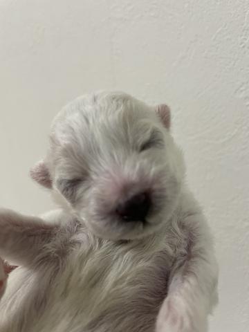 ビションフリーゼ すくすく成長中🩵