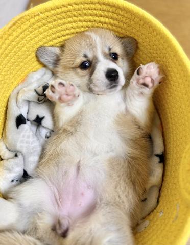 ウェルシュコーギーペンブローク