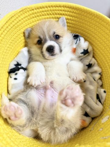 ウェルシュコーギーペンブローク