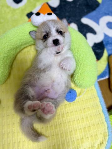 ウェルシュコーギーペンブローク