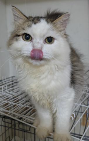 ノルウェージャンフォレストキャット