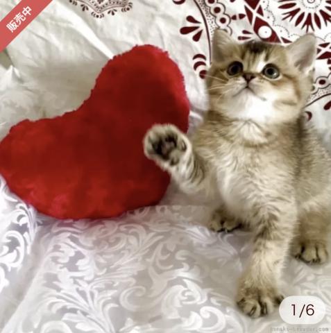 スコティッシュフォールドスコティッシュストレート