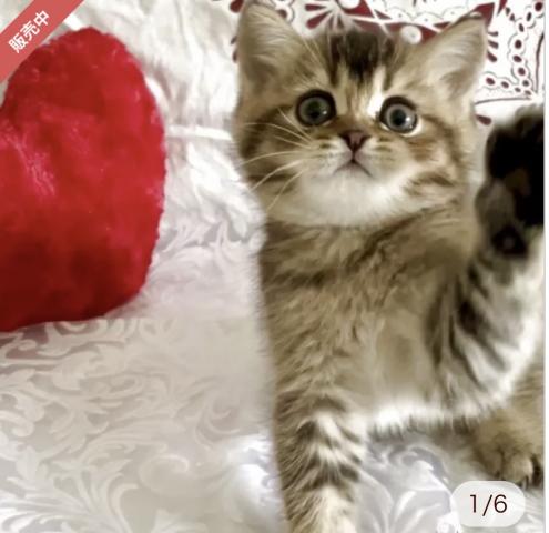 スコティッシュフォールドスコティッシュストレート