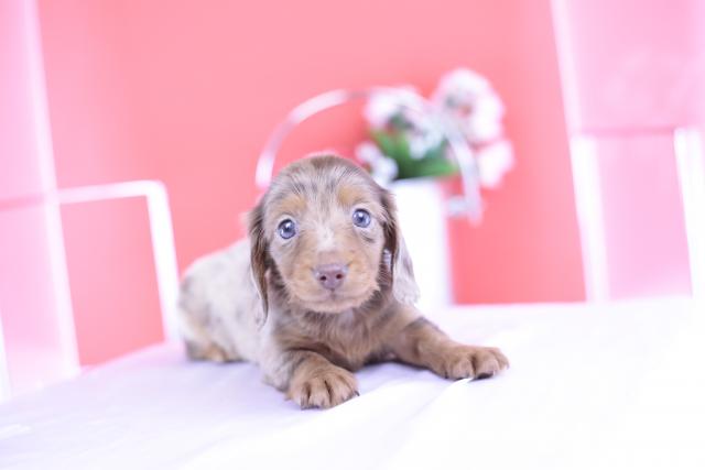 ミニチュアダックスフンド ロング