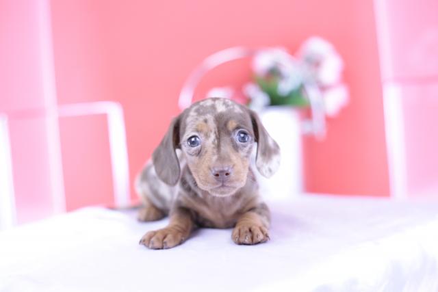 ミニチュアダックスフンド　スムース