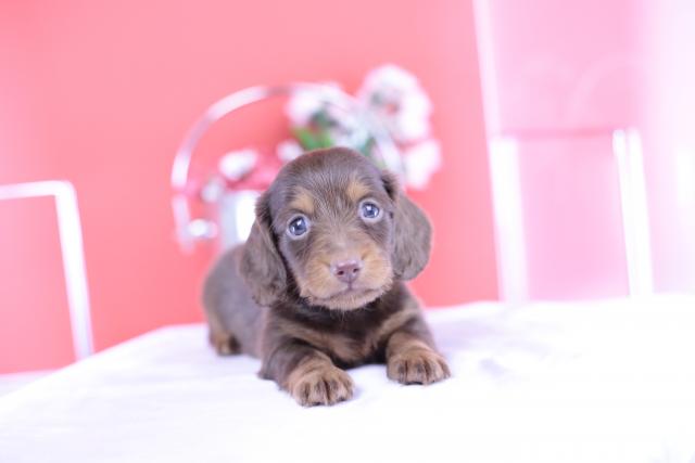 ミニチュアダックスフンド ロング