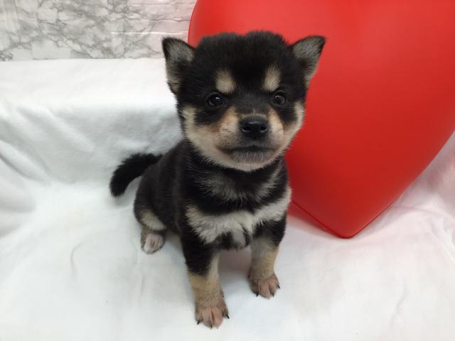柴犬