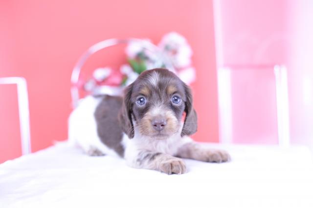 ミニチュアダックスフンド ロング