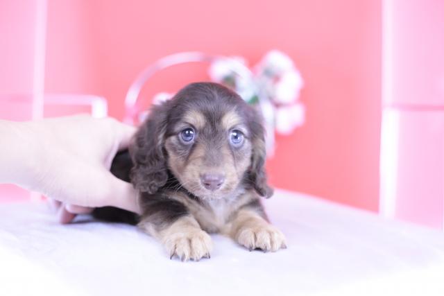 カニヘンダックスフンド　ロング