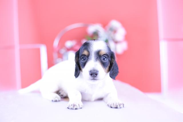 ミニチュアダックスフンド　ロング