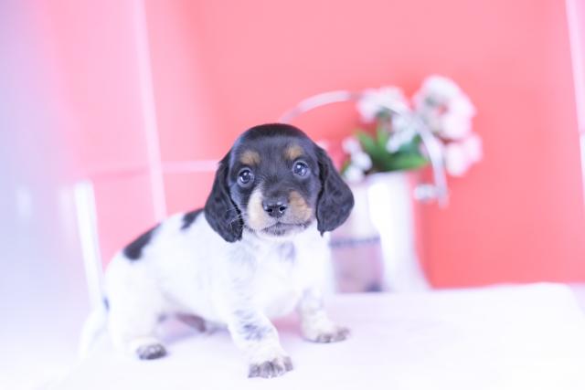 ミニチュアダックスフンド　ロング