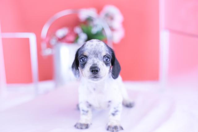 ミニチュアダックスフンド　スムース